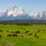 Horses grazing Wyoming